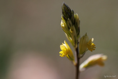Polygala flavescens