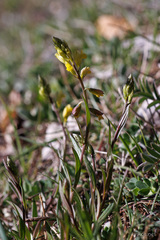 Polygala flavescens