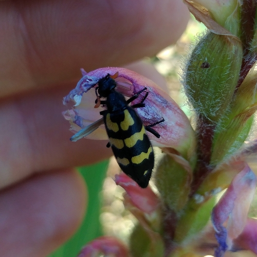 Photo of Shaggy Blisterbeetle (Hycleus pilosus)