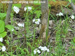 Cardamine pratensis