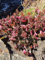 Epacris reclinata