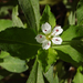 Heterophylly False-Starwort - Photo (c) Chuangzao, some rights reserved (CC BY-NC), uploaded by Chuangzao