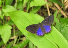 Eurybia molochina