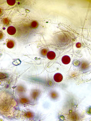 Haematococcus lacustris