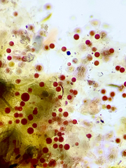 Haematococcus lacustris