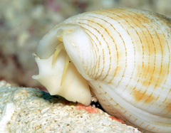 Pterygia dactylus