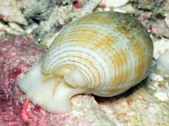 Pterygia dactylus