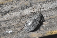 Epitragodes tomentosus