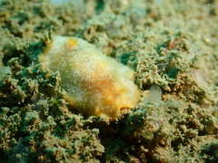 Doriopsilla miniata