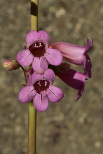 Vizcaino beardtongue (Penstemon vizcainensis)