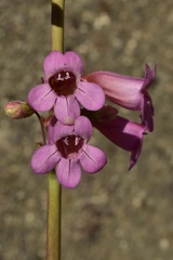 Penstemon vizcainensis