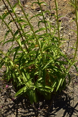 Penstemon vizcainensis