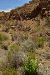 Penstemon vizcainensis