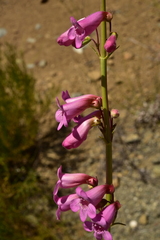 Penstemon vizcainensis