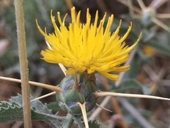 Centaurea iberica