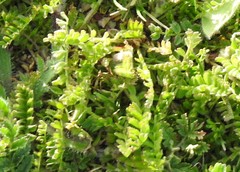Biserrula pelecinus