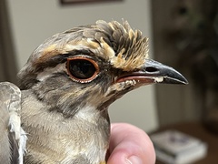 Rhinoptilus chalcopterus