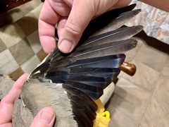 Rhinoptilus chalcopterus