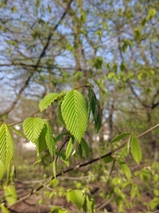 Carpinus betulus