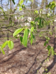 Carpinus betulus