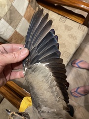 Rhinoptilus chalcopterus