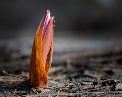 Erythronium sibiricum