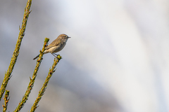 Phylloscopus collybita