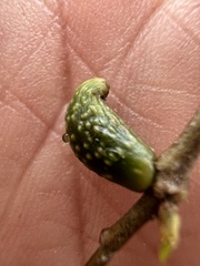 Amphibolips ellipsoidalis