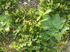 Biserrula pelecinus
