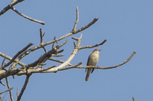 Common Nightingale