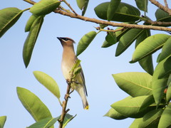 Bombycilla cedrorum image