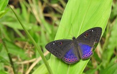 Eurybia molochina
