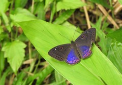 Eurybia molochina