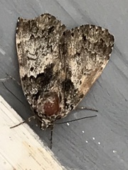 Allotria