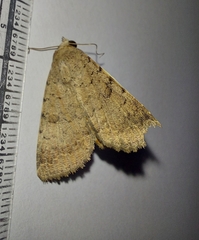 Pandesma quenavadi