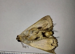 Pandesma quenavadi