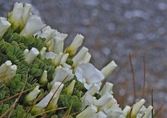 Oxalis enneaphylla