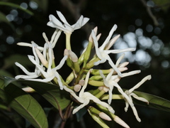 Anodendron benthamianum