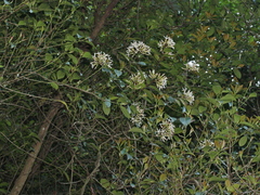 Anodendron benthamianum
