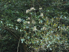 Anodendron benthamianum