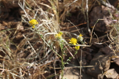 Calostephane divaricata