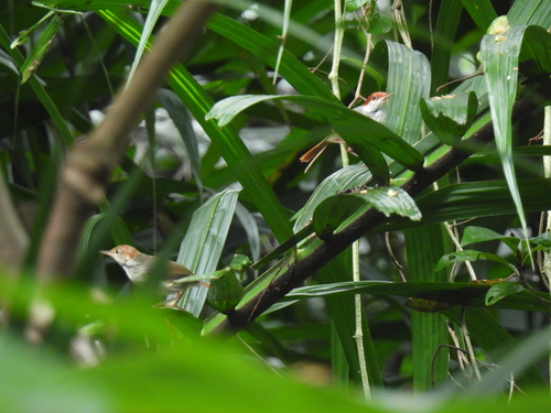 Rufous-tailed Tailorbird (Orthotomus sericeus), photo 7