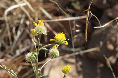 Calostephane divaricata