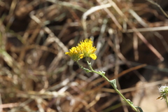 Calostephane divaricata