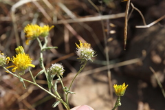 Calostephane divaricata