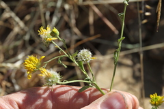 Calostephane divaricata