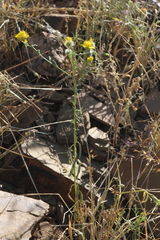 Calostephane divaricata