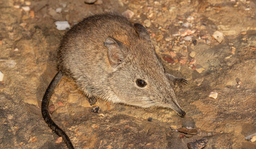 Cape Elephant Shrew