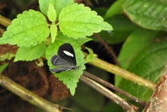 Erateina siliquata