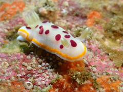 Goniobranchus tumuliferus